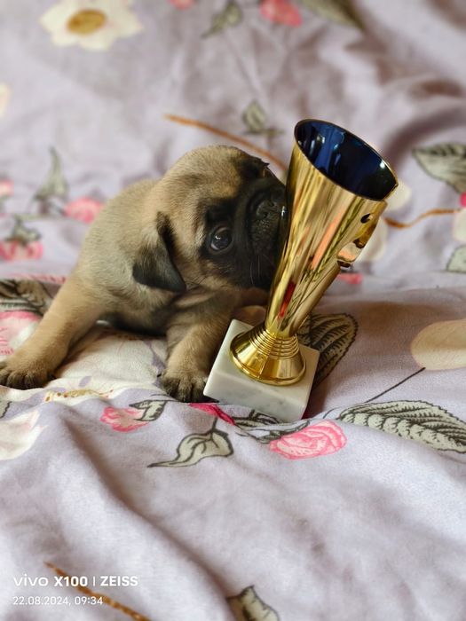 Продам щенка Мопса.