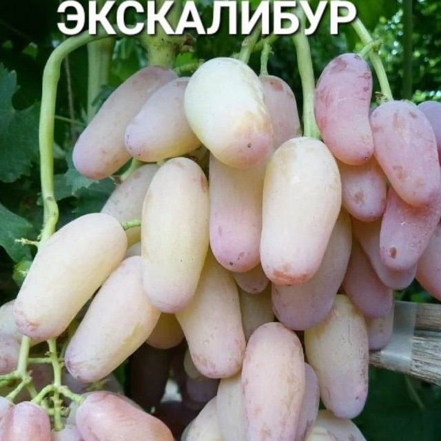 УЗУМ Аватар ламбаржини хелойин алвика велика сакура американски блек