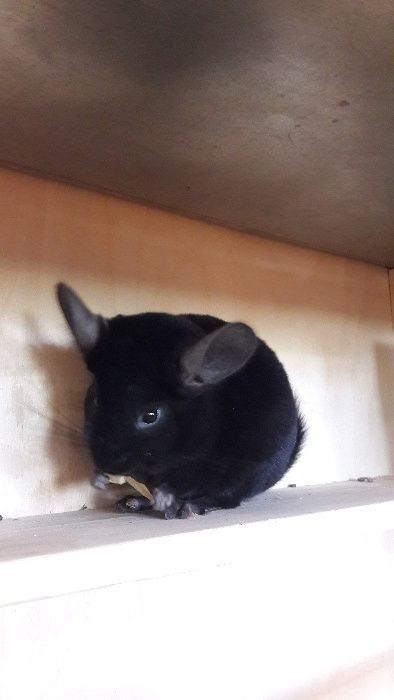 Шиншилла любимый питомец