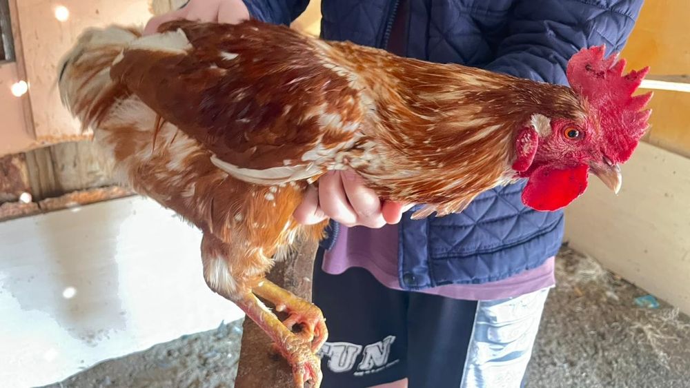 Қораздар сатылады