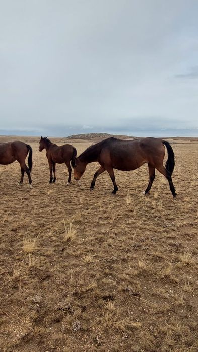 Продам лошадь с жеребчиком
