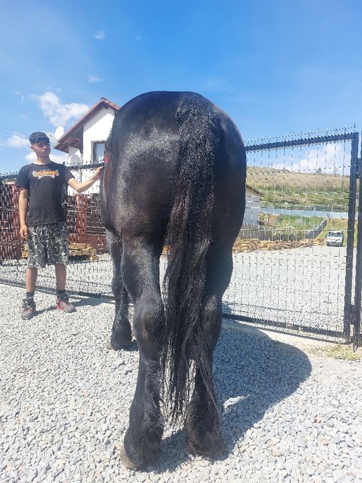 Armasar  de vânzare