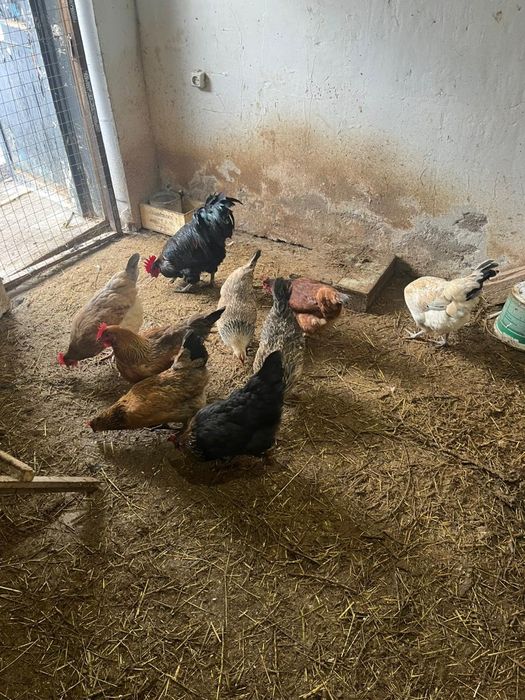продам молодых курей