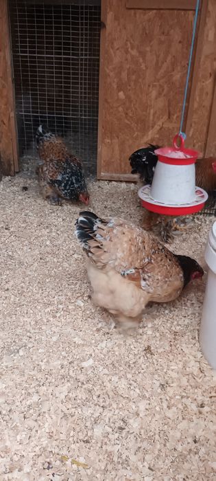 Ouă brahma Porțelan