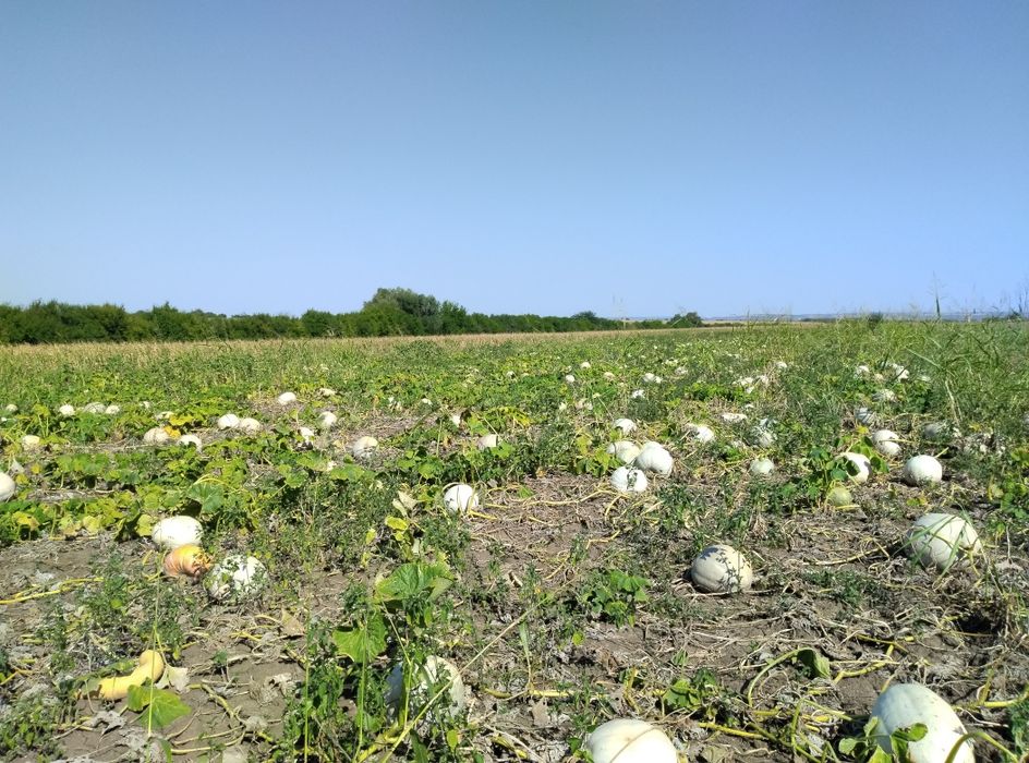 Продавам семена бели тикви и цигулки