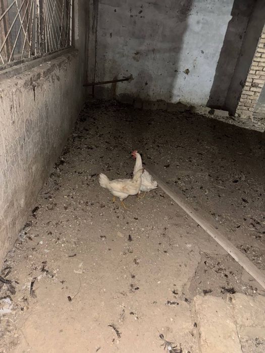 Куры несушки и 2 петухп