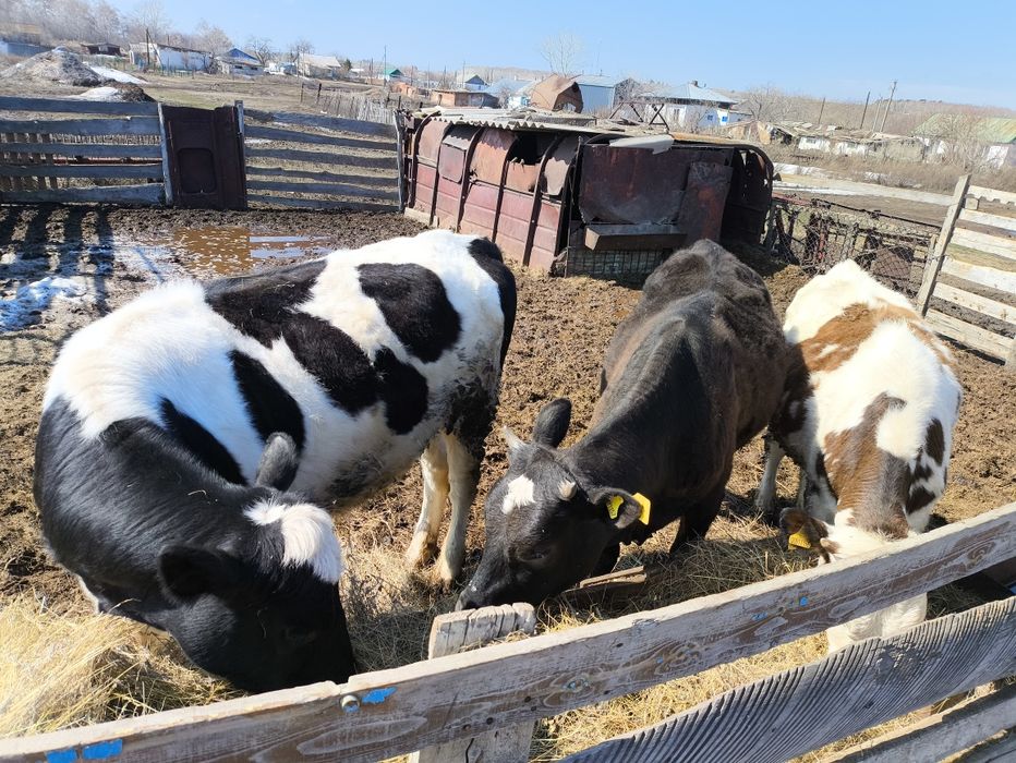 Продам телок годовалых