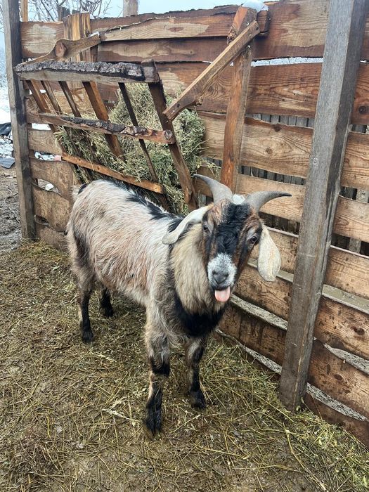 Țap de rasa de vanzare