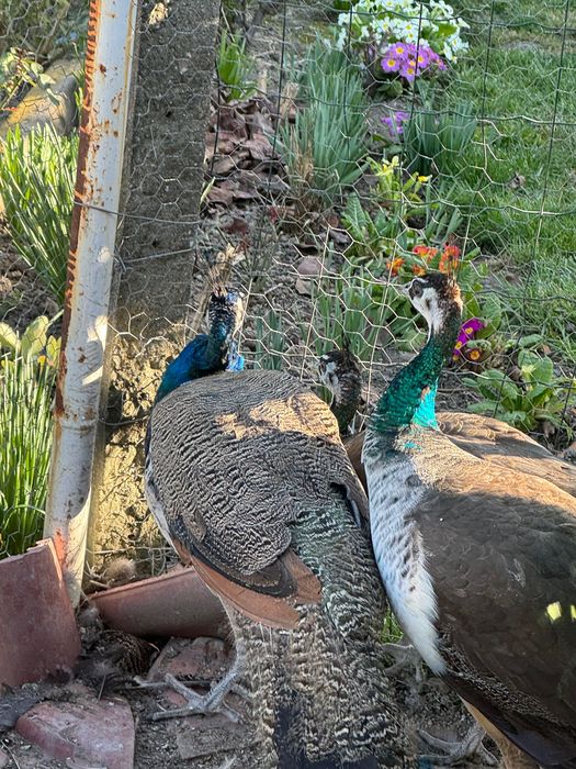 Продавам индийски пауни