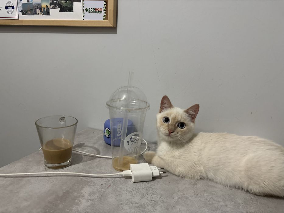 Отдам в добрые руки