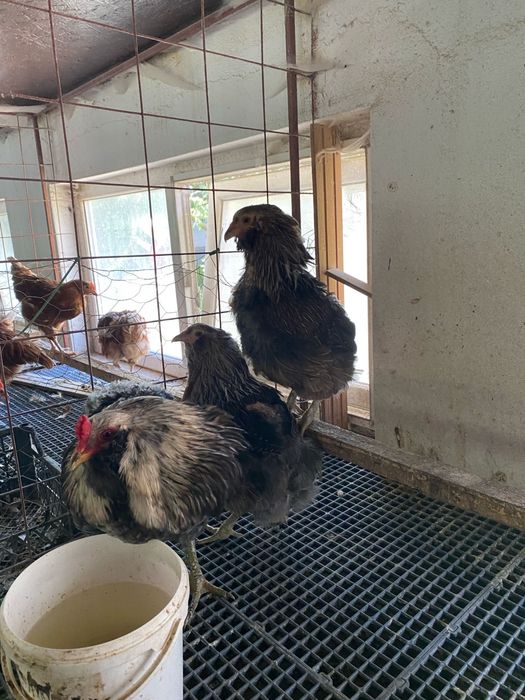 Australorp alb si albastru Araucana argintiu si negru si gat auriu Plymouth rockbarat gaini cocosi familii