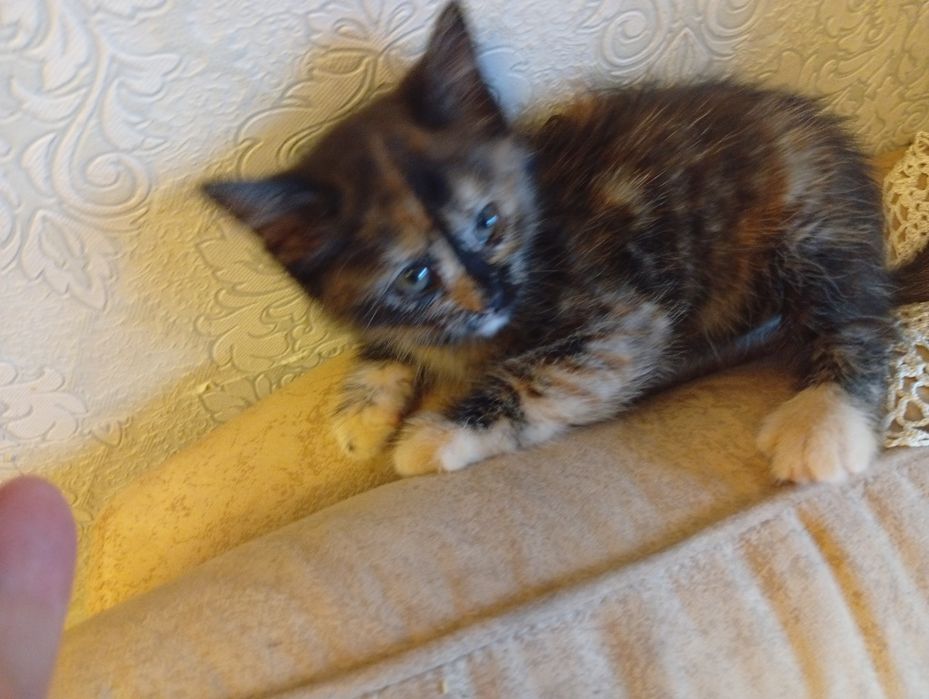 Котята бесплатно