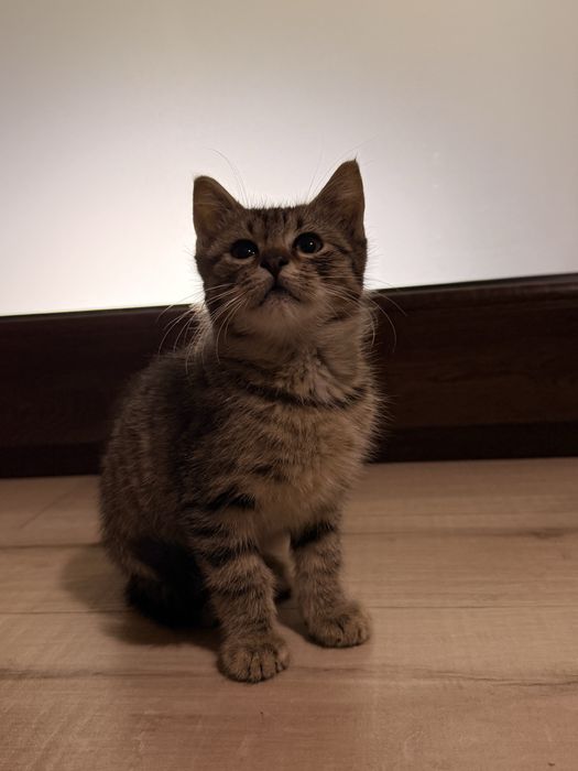 Ofer spre adopție pui de pisică, pentru familii iubitoare