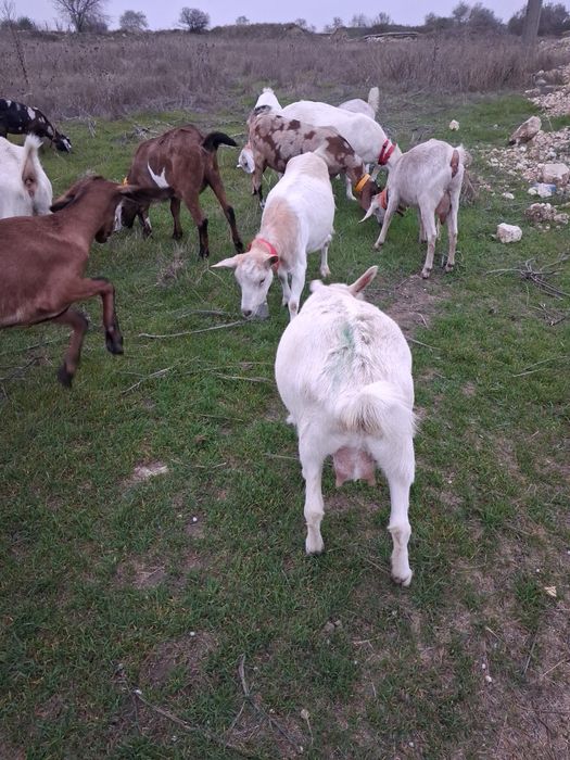 Vand pachet capre de rasa