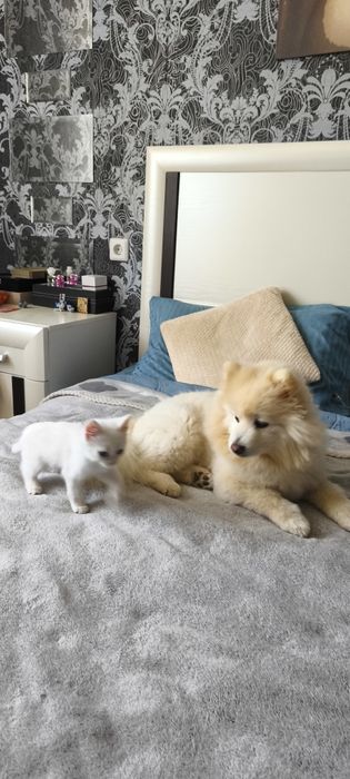 Котик в Добрые руки