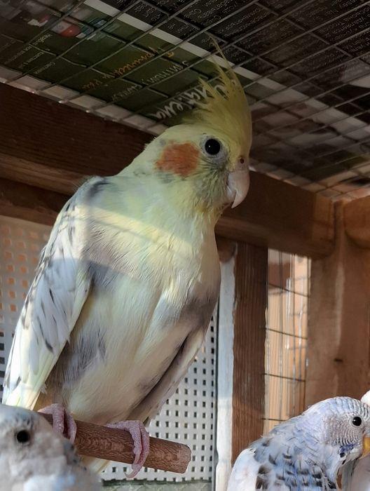 Кореллы, пара 600.000