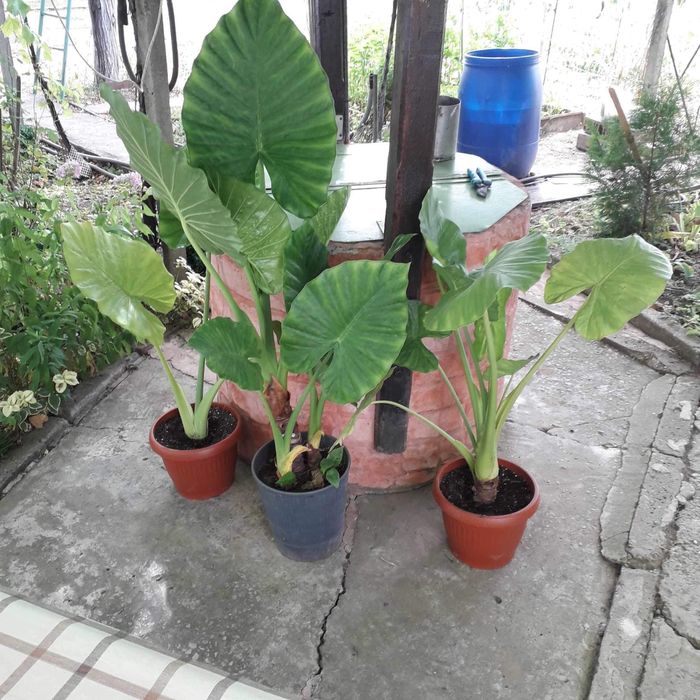 Трилистници