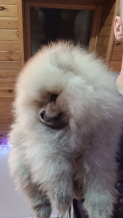 Pomeranian băiețel pufos