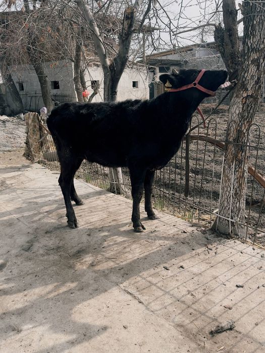 Хўнажин сотилади