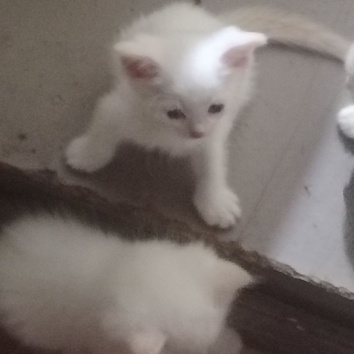 4котенка.отдаем даром
