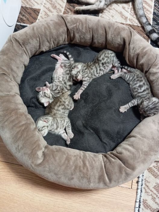 Продаются малыши бенгальские