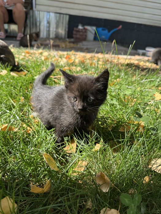Котенок серый черный мальчик девочка