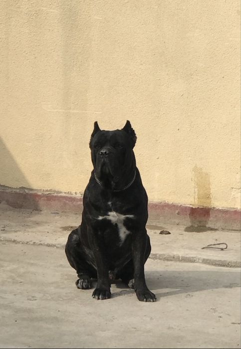 Cane corsa cane corsa