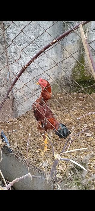 Продам  дакана OH'SHAMO