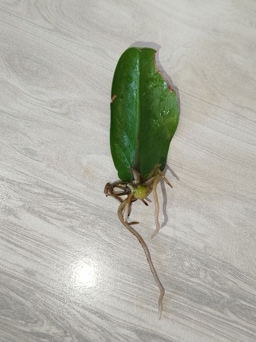 Zamiakulkas Zenzi ekishga tayyor