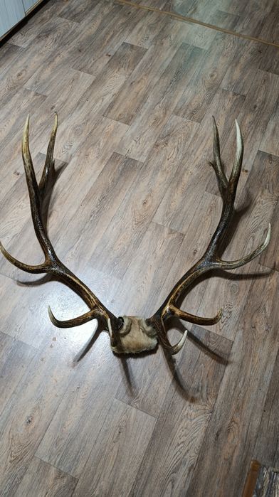 Продам  сувенирные рога оленя