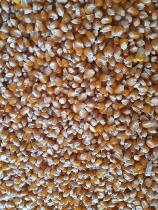 Vând 500 kg porumb Moldovenesc