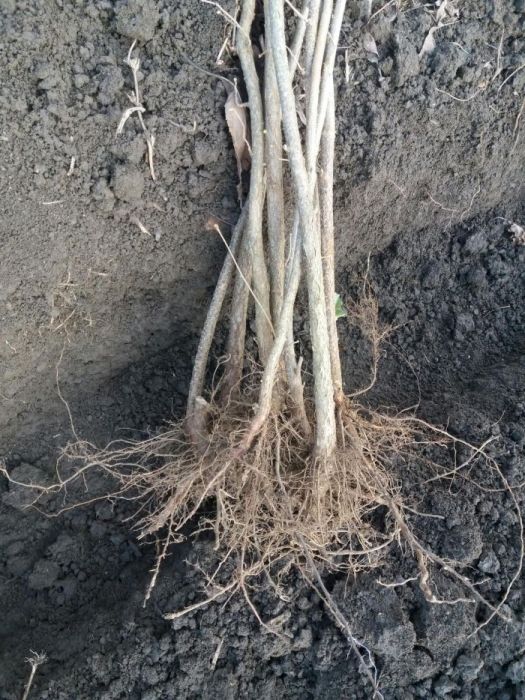 Puieti de alun calitate