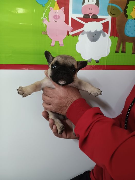 Френски булдог french bulldog