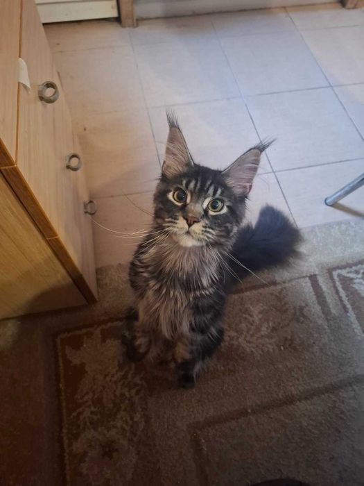 Maine Coon (Мейн кун)