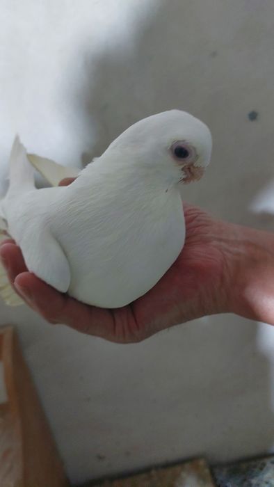 Голуби белый самка кептер