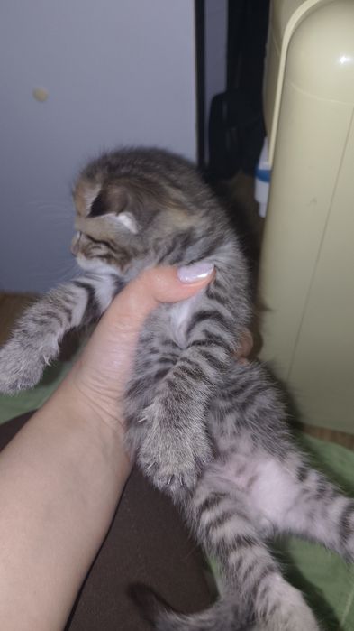 Котята продаются кызылорда