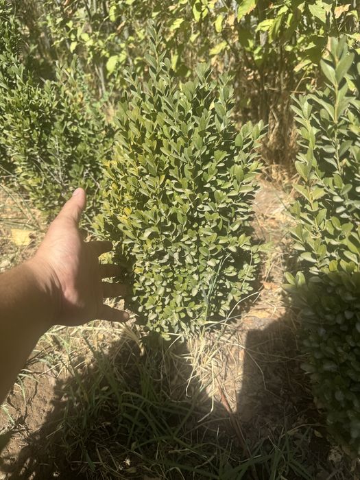 Самшит оптом.  .