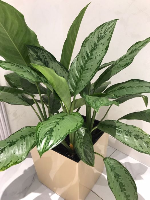 цветок Аглонема гигант