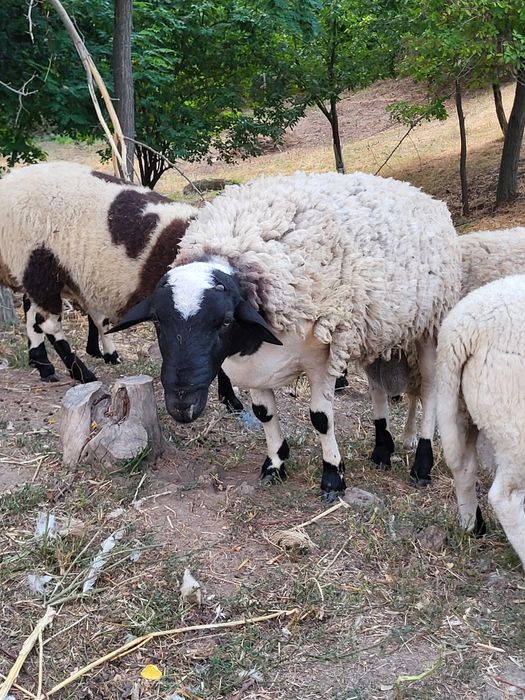 Pereche miei dorper.