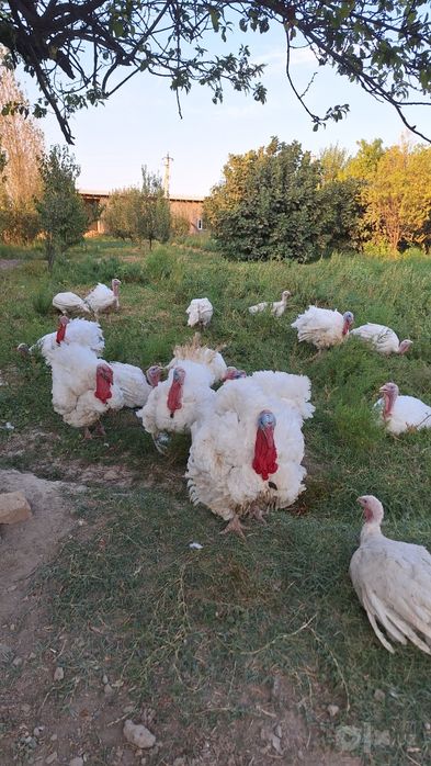 Bik 6 Induklari 6 oylik 15/25 kilogacha go'shti bor kilosi 50mingdan