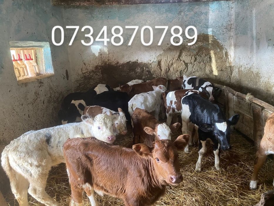 Vând viţei de carne