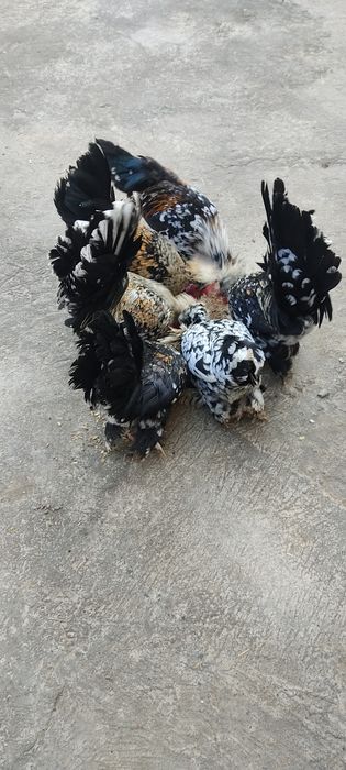 Xoʻroz Tovuqlarga kafolat beriladi