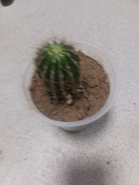 Компьютерный кактус!