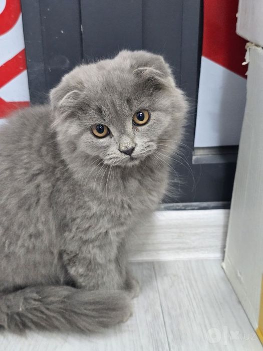 Мушук британский весло ухо
