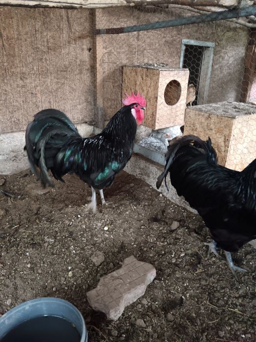 Cocoși Australorp