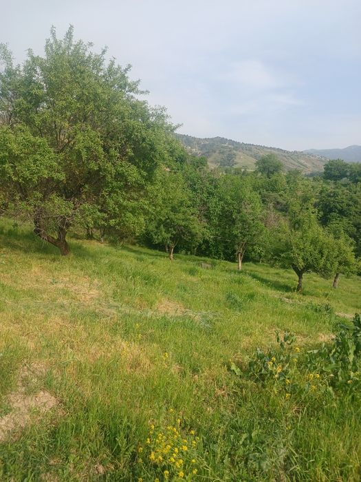 Тошкет вил Паркент туман Санганак  да 5-10 сотх ли ер сотилади