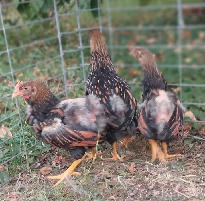Pui de gaina auriu negru