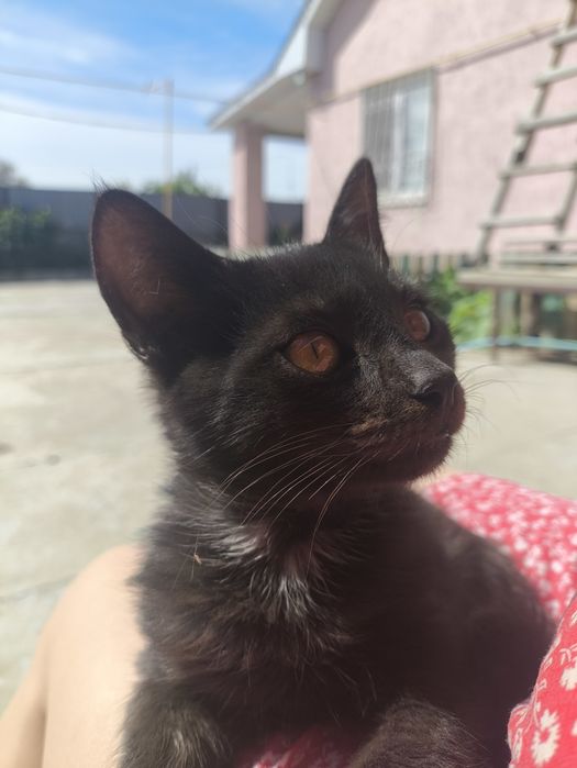 Отдам котят в добрые руки.