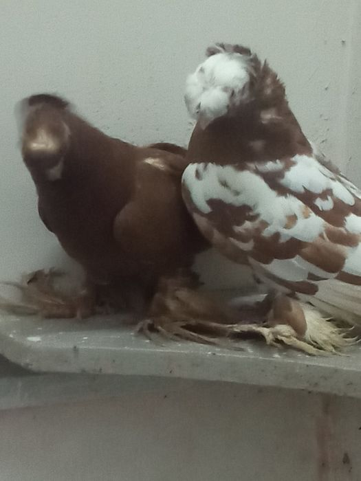 Продаётся пара чини двухчубые