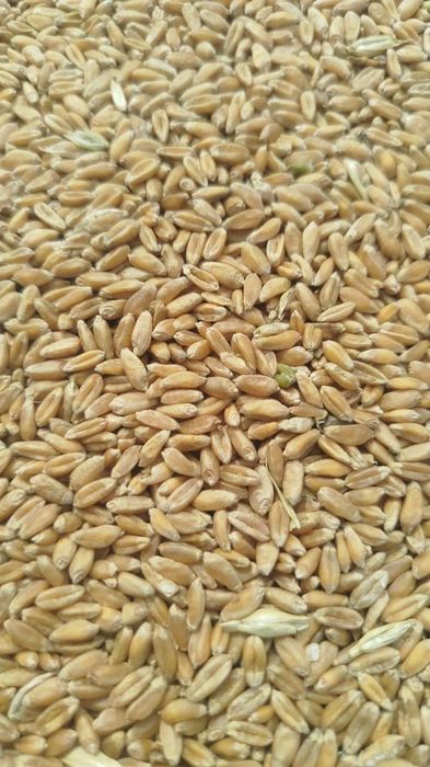 Зерноотходы  Отруби Полова Корма